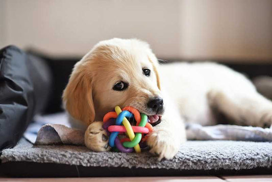 Puppy vs. Power Chewer: How to Choose the Right Chew Toy for Your Dog